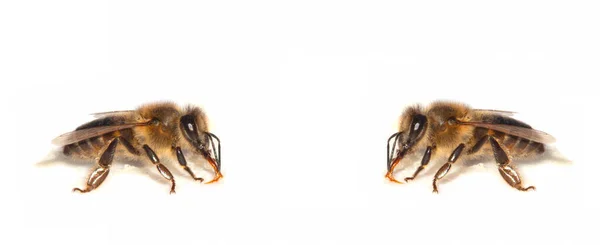 바탕에 고립된 벌들이 꿀벌을 가까이 — 스톡 사진