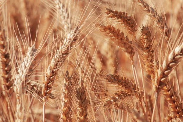 Вуха Пшениці Крупним Планом Золотий Зерновий Фон — стокове фото