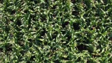 Hava görüntülü dron kamera yeşil mısır tarlasında dönüyor. Tarım gıda üretimi, yukarıdan plantasyon, ekin hasadı dokusu, büyüyen tarım arazisi.