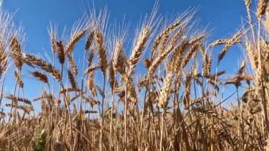 Tarladaki buğday başaklarını kapatın.