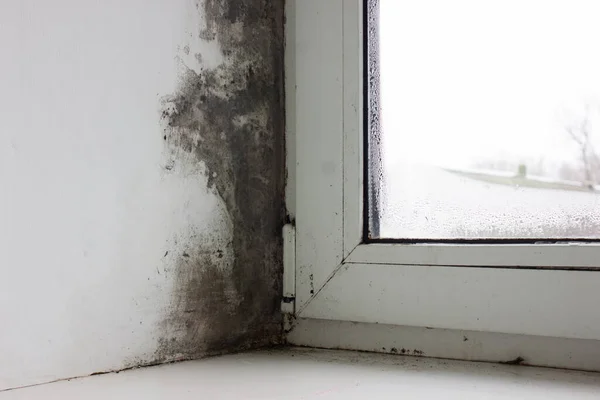 Kışın Aşırı Nemden Dolayı Pencerelerde Duvarlarda Mantar Var — Stok fotoğraf