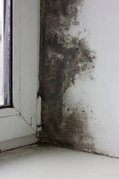 窗边墙上的黑色霉菌和真菌 房间里通风 寒冷的问题 — 图库照片