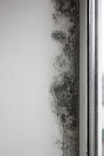 Nachylenie Okna Pokryte Jest Grzybem Mold Zasłania Ścianę Przed Nadmierną — Zdjęcie stockowe