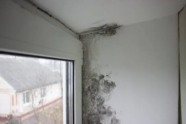 Corner Window Covered Fungus Mold House — Stock Photo, Image
