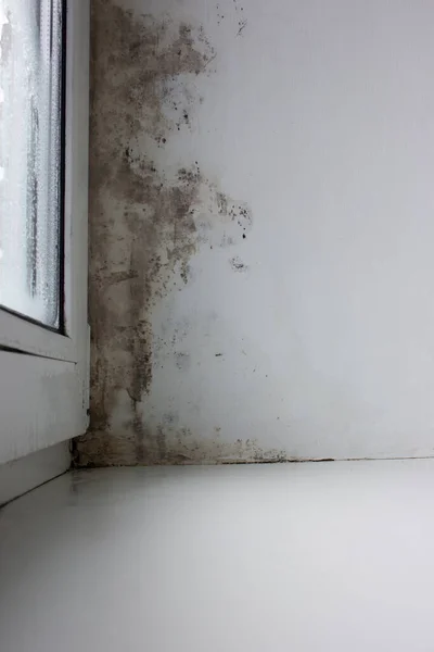 Mold Corner Window Moisture Fungus Window Problem Fungus Winter — Stock Photo, Image