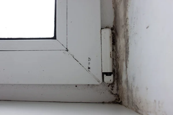 一扇潮湿的窗户和一个角落 墙里长满了真菌 正在窗台上蔓延 — 图库照片