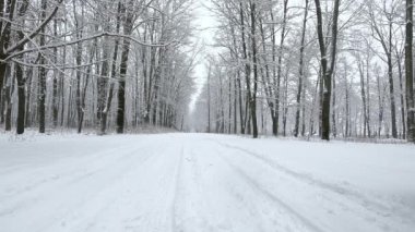 Ormanda karlı bir yol var. Gökten kar taneleri düşüyor