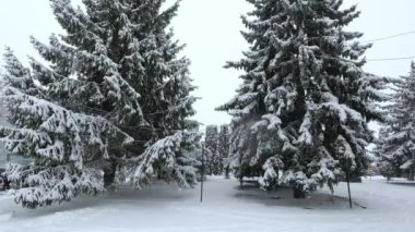 Parka, Noel ağaçlarının arkasına kar yağıyor. Kış karlı günü