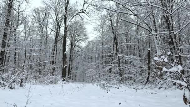 Las Jest Pokryty Śniegiem Krajobraz Zimowy — Wideo stockowe