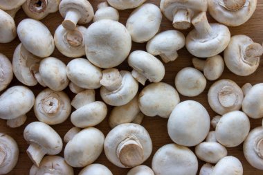 Mantar şampiyonları birinci sınıf. Taze sebzeler, yemek malzemeleri.