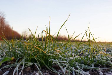 Baharda yaprakları donmuş buğday çalıları. Kış buğdayı sabah güneşinin altında eriyen buzlarla kaplıdır.