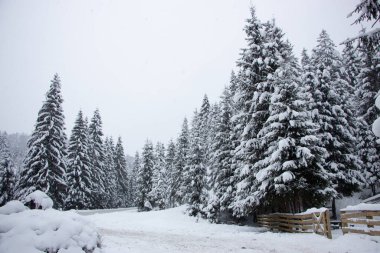Christmas trees along the road are covered with white snow
