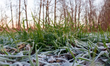 Baharda yaprakları donmuş buğday çalıları. Kış buğdayı sabah güneşinin altında eriyen buzlarla kaplıdır.