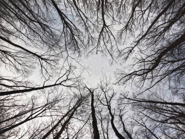 Winter tree crowns. Branches on a white background.