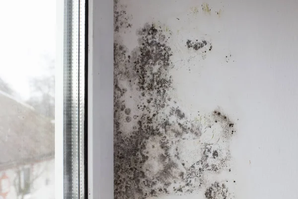 Fungus on the wall near the window. Black fungus covers the white wall and window