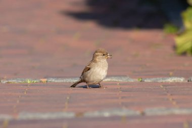Kaldırımdaki serçeyi yakından çek. Küçük bir kuş yiyecek arıyor.