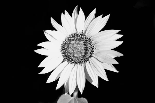 monochrome sunflower macro on black background, fine art still life blossom with detailed texture,green leaves,stem.