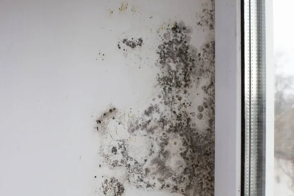 Mold on the slopes near the window made of metal-plastic construction. Fungus on the white surface of the wall in the house