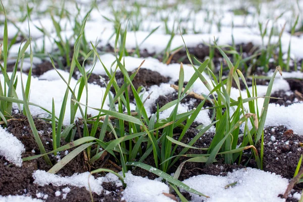 Wheat sprouts with winter wheat leaves sprouted from under the snow