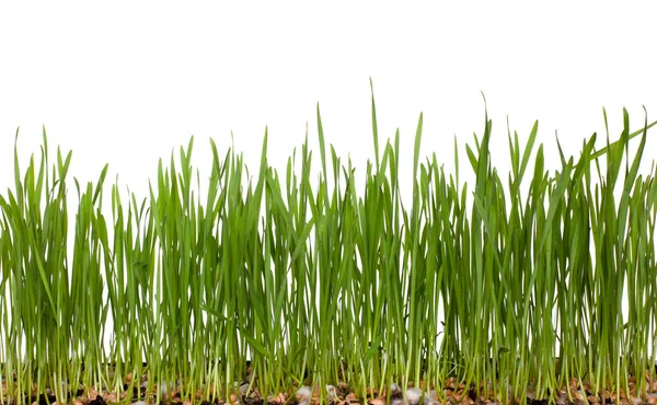 Pšeničné Klíčky Zelené Listy Klíčících Zrn Izolované Bílém Pozadí Mikrozelení — Stock fotografie