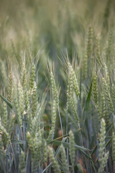 青小麦的耳朵贴上了农田里成熟谷物的清晰而详细的垂直照片 — 图库照片