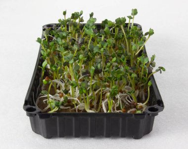 Çarşaf hasırında yetişen plastik bir kutunun içindeki turp mikroçerezleri. Salata için faydalı ve lezzetli sebzeler.