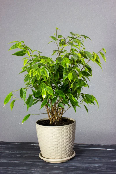 Ficus Een Pot Een Prachtige Indoor Plant Voor Kantoor Woonkamer — Stockfoto