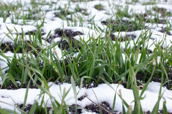 Grönt Ungt Vete Växer Snön Snösmältning Våren Jordbruksmarken — Stockfoto