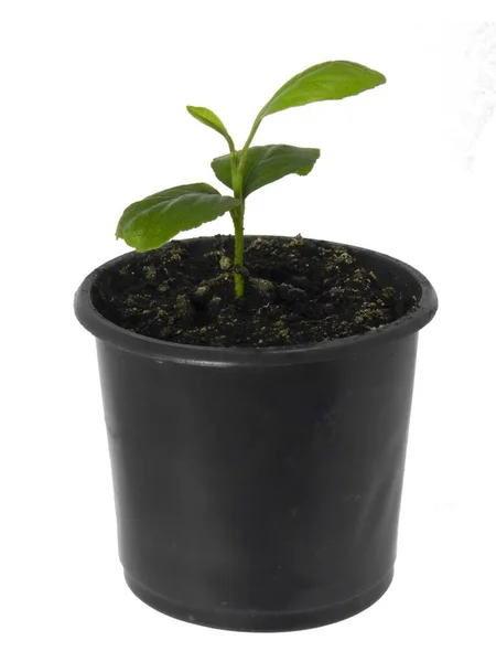 Een Kleine Citroenboom Een Pot Wordt Geteeld Uit Een Zaadje — Stockfoto