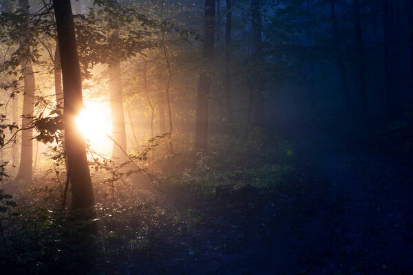 The morning sun shines through the branches into a dark forest with fog