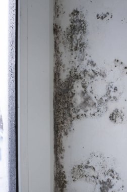 Pencerenin yanında küf mantarı var. Beyaz duvar aşırı nem yoğunluğundan dolayı siyah küfle kaplı.
