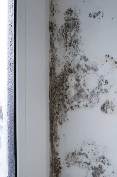 Pencerenin Yanında Küf Mantarı Var Beyaz Duvar Aşırı Nem Yoğunluğundan — Stok fotoğraf