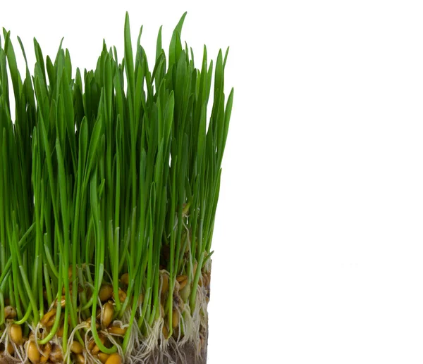 白い背景に孤立した緑の小麦の芽 コピースペースのある新鮮な小麦のマイクログリーン — ストック写真