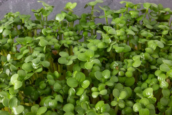 Fresh Sprouts Mustard Microgreens Close Growing Container — Stock Photo, Image