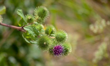 Carduus acanthoides, çiçeğin bal arısı olduğu bir ot.