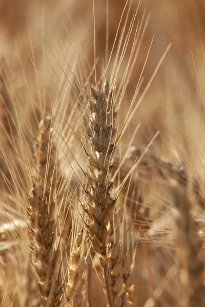 成熟小麦的穗 田里的谷物特写 庄稼的田里 随时准备收割 — 图库照片