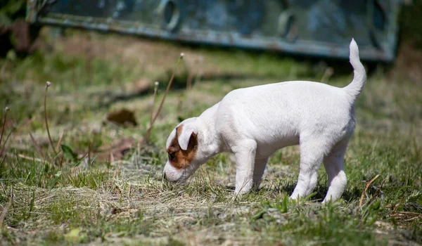 杰克罗素小狗在草地上嗅嗅嗅 了解世界 — 图库照片