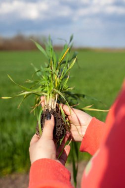 Genç yeşil buğday fideleri bir çiftçinin elinde. Olgunlaşmış buğday tarlaları. Buğday tarlaları kontrol ediliyor. Tarım sektörü kavramı.