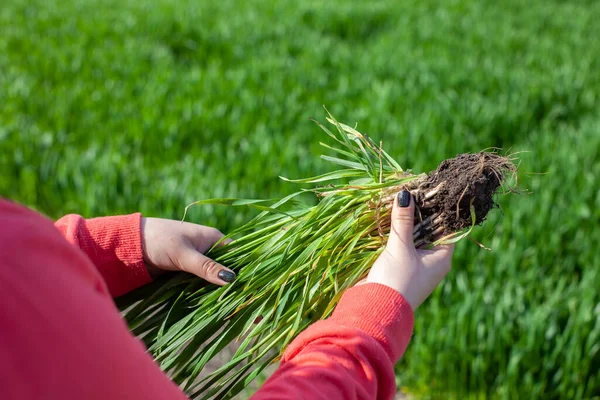 A sheaf of green wheat is in the hands of a girl who evaluates its growth in an agricultural field