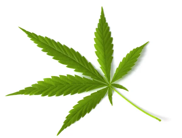 Färska Gröna Cannabisblad Isolerade Vit Bakgrund — Stockfoto