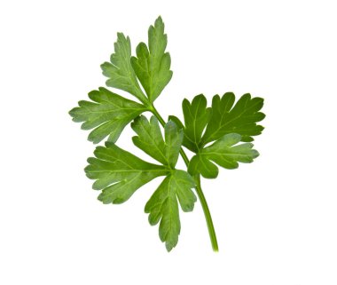 Branch with leaves of green parsley isolated fresh plant on white background clipart