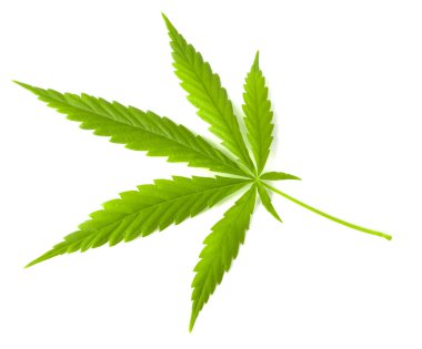 Yeşil kenevir yaprağı, büyük taze organik kenevir yaprağı, marihuana, beyaz arka planda izole edilmiş.