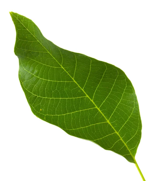 Green Leaf Walnut Tree Isolated White Background — Stock Photo, Image