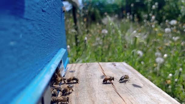 Bienenschwarm Fliegt Ein Und Aus Dem Stock Landebrett Mit Der — Stockvideo