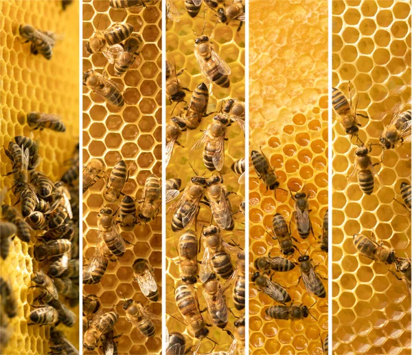 Collage Bees Honeycombs Set Photos Beekeeping — Stock Photo, Image