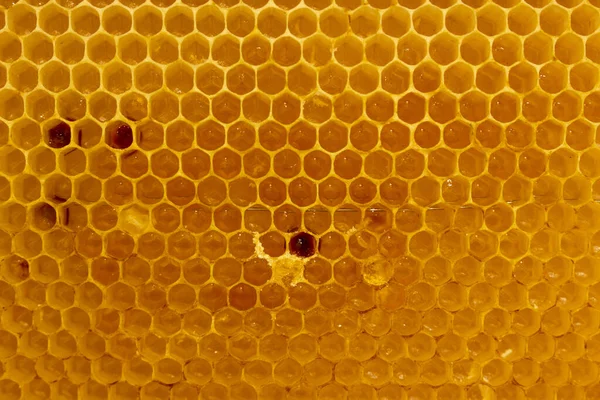 Parlak Nektarlı Bal Peteklerinin Altın Arkaplanı Bal Peteğinde Arı Balı — Stok fotoğraf