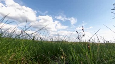 Düşük otlardan mavi gökyüzü görünümlü beyaz bulutlar hızlanır
