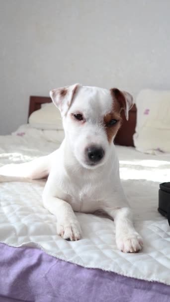 Jack Russell Terrier Sur Lit Chien Blanc Oreille Rouge Repose — Video
