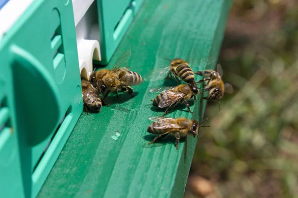 A group of bees near the fly, insects living in a wooden beehive