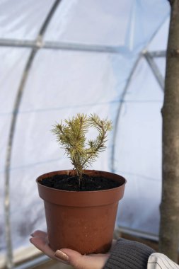 Küçük sarı dekoratif bir Noel ağacı bir tencerede yetişir.